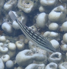 Lutjanus decussatus