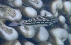 Lutjanus decussatus