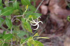 Landolphia camptoloba