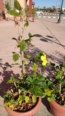 Hibiscus rosa-sinensis