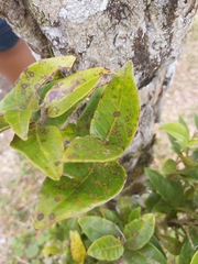 Magnoliopsida
