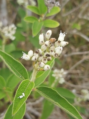 Magnoliopsida