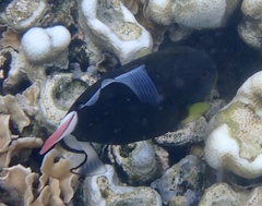 Melichthys vidua
