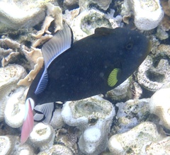 Melichthys vidua