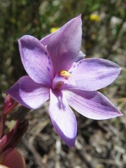 Thelymitra juncifolia