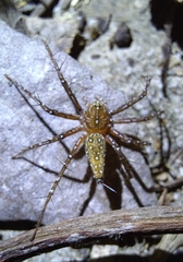 Hamadruas sikkimensis