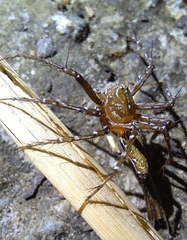 Hamadruas sikkimensis