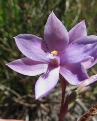 Thelymitra juncifolia
