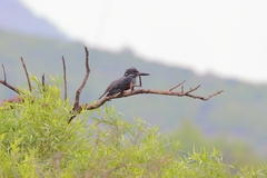 Megaceryle maxima maxima