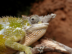 Kinyongia multituberculata