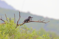 Megaceryle maxima maxima