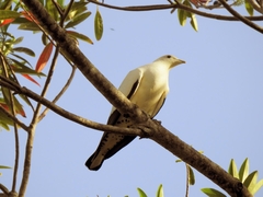 Ducula spilorrhoa