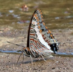 Charaxes saturnus saturnus