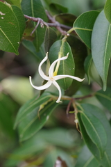 Landolphia camptoloba