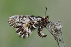 Zerynthia polyxena