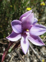 Thelymitra juncifolia