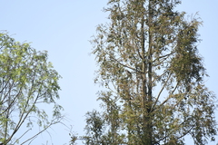 Dendrocitta formosae