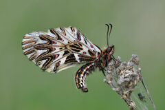 Zerynthia polyxena