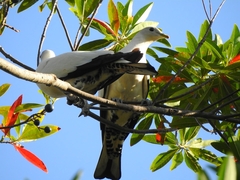 Ducula spilorrhoa