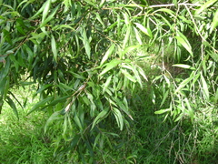 Melaleuca