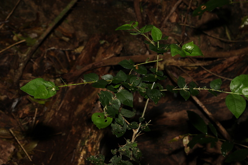 Image of Randia moorei by (c) Greg Tasney, some rights reserved (CC BY-SA)
