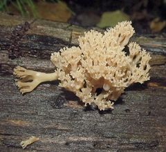 Artomyces pyxidatus