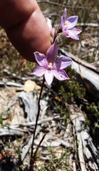 Thelymitra juncifolia