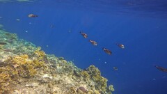 Acanthurus sohal