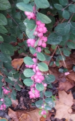 Symphoricarpos albus