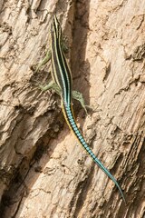 Holaspis laevis