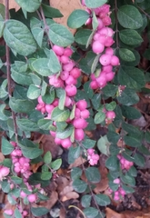 Symphoricarpos albus
