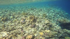 Abudefduf vaigiensis