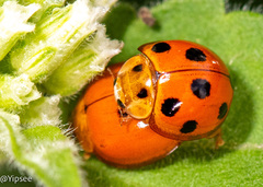 Harmonia octomaculata