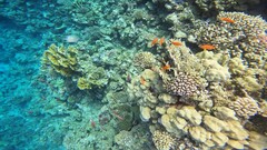 Pseudanthias squamipinnis