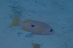 Lutjanus monostigma