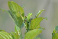 Satyrium spini