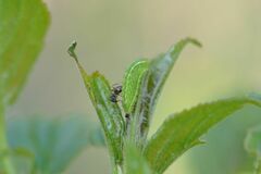 Satyrium spini