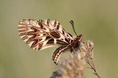 Zerynthia polyxena