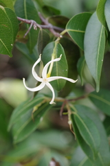 Landolphia camptoloba