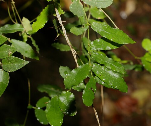 Image of Parsonsia lilacina by (c) Greg Tasney, some rights reserved (CC BY-SA)