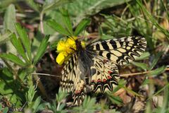 Zerynthia polyxena