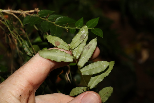 Image of Parsonsia lilacina by (c) Greg Tasney, some rights reserved (CC BY-SA)