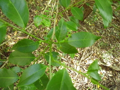 Glochidion ferdinandi