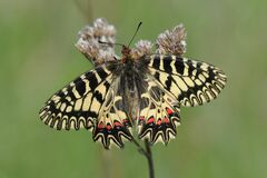 Zerynthia polyxena