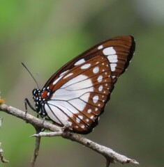 Charaxes wakefieldi