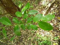 Glochidion ferdinandi