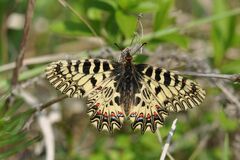 Zerynthia polyxena