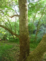 Glochidion ferdinandi