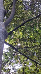 Castanopsis concinna