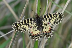Zerynthia polyxena